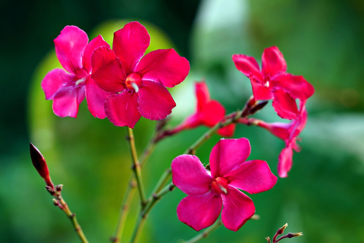 Oleander Krydsord