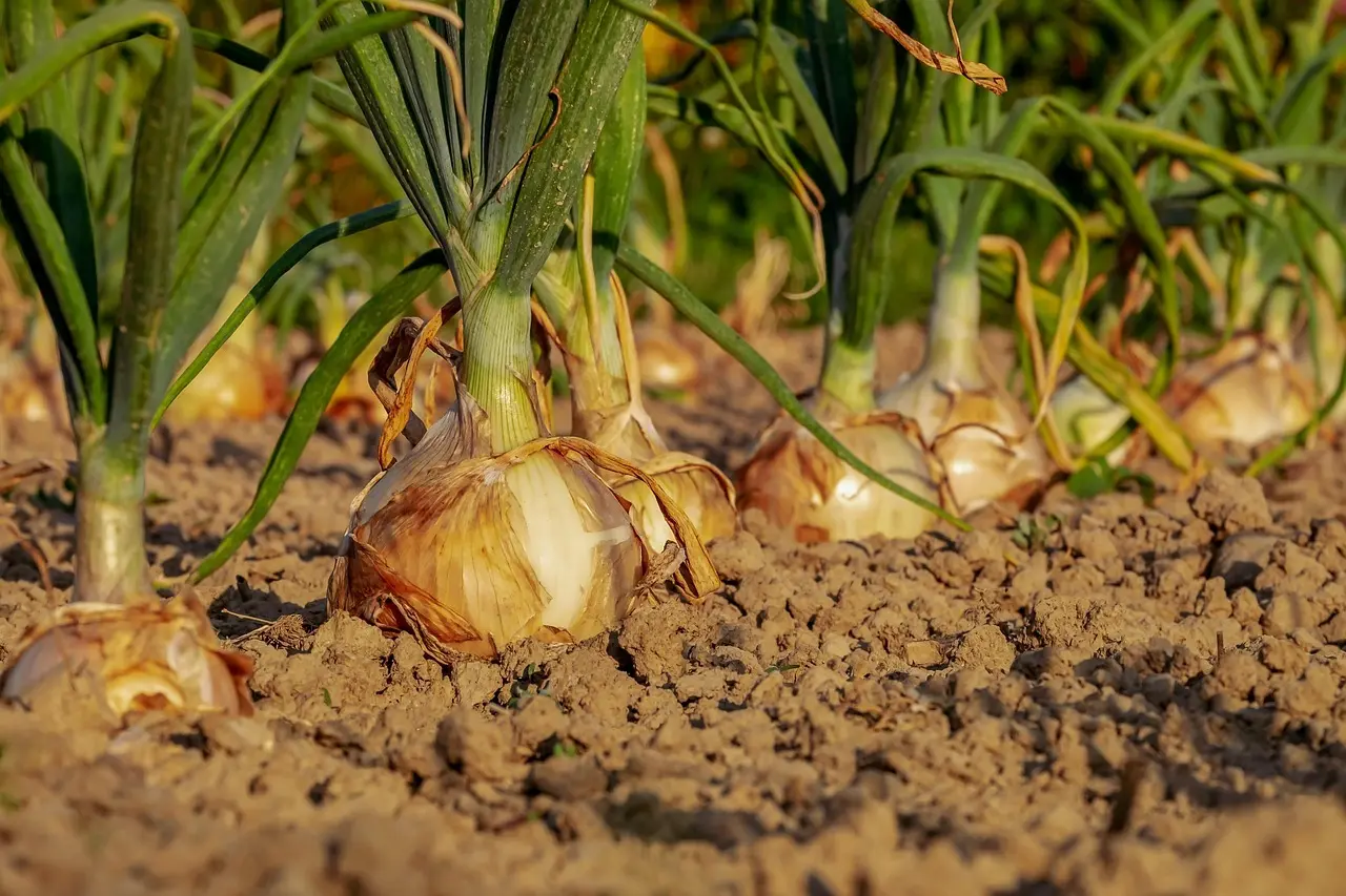 Sådan laver du naturlige plantefarver til bomuld