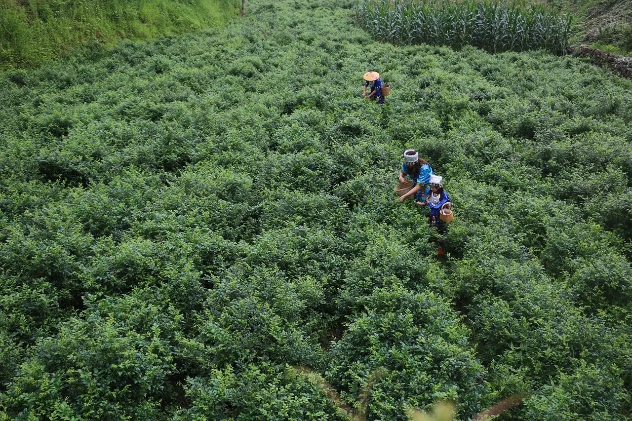 11 metoder til at samle masker op langs en halsudskæring